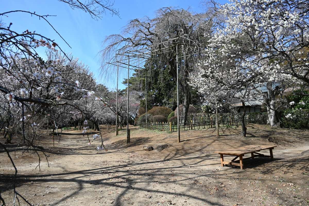 清水公園の枝垂れ桜
