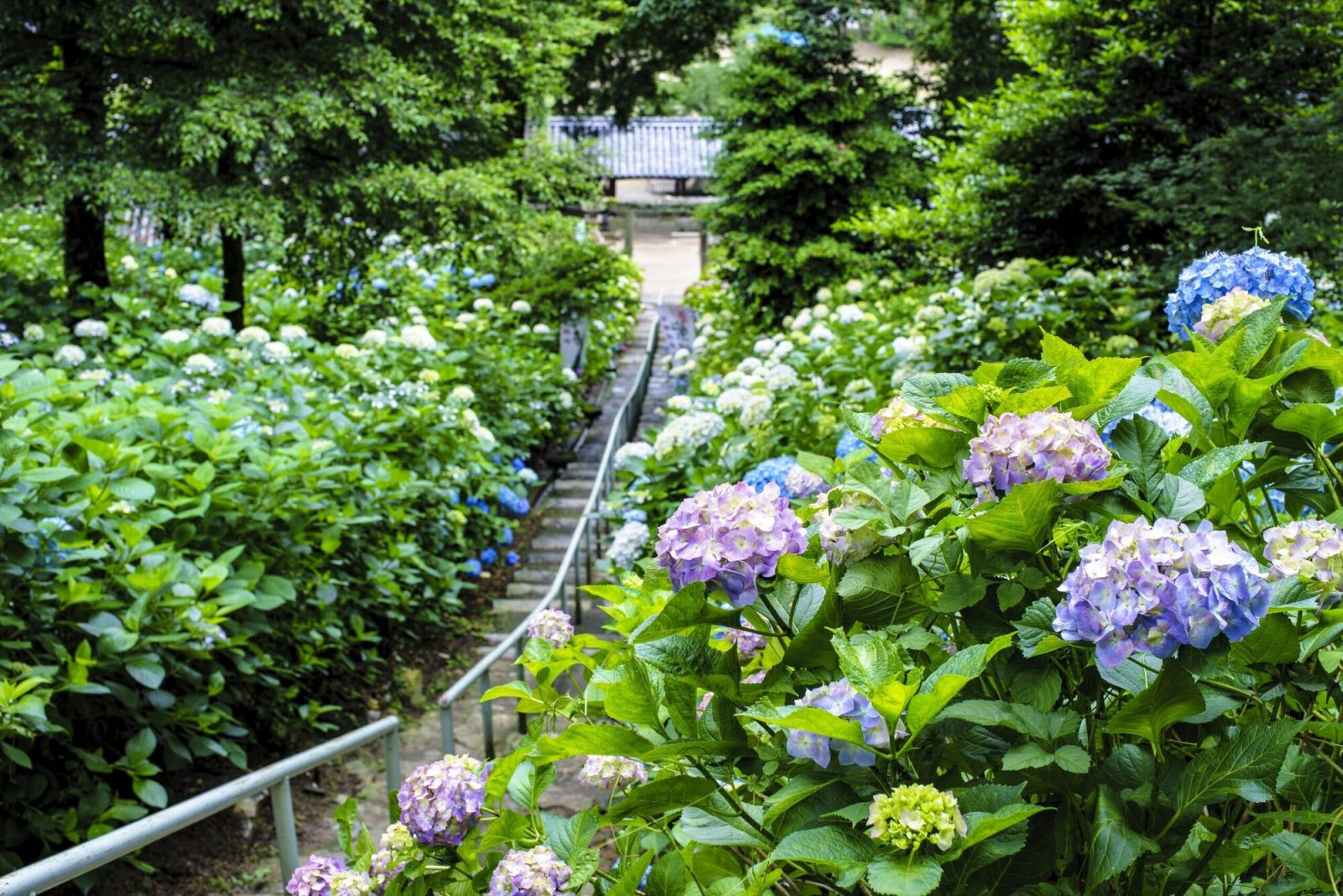 岡山県の吉備津神社の紫陽花