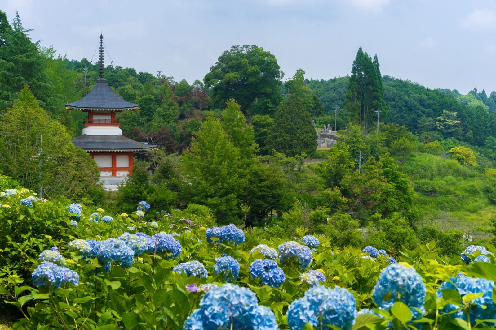 岡山県の大聖寺の紫陽花