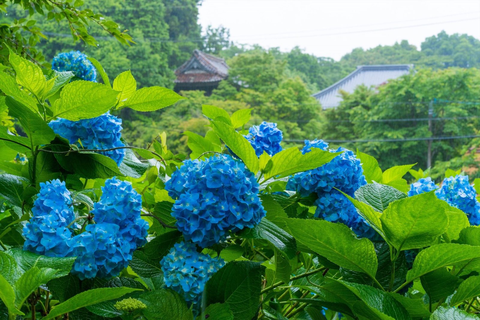 岡山県の普門寺の紫陽花