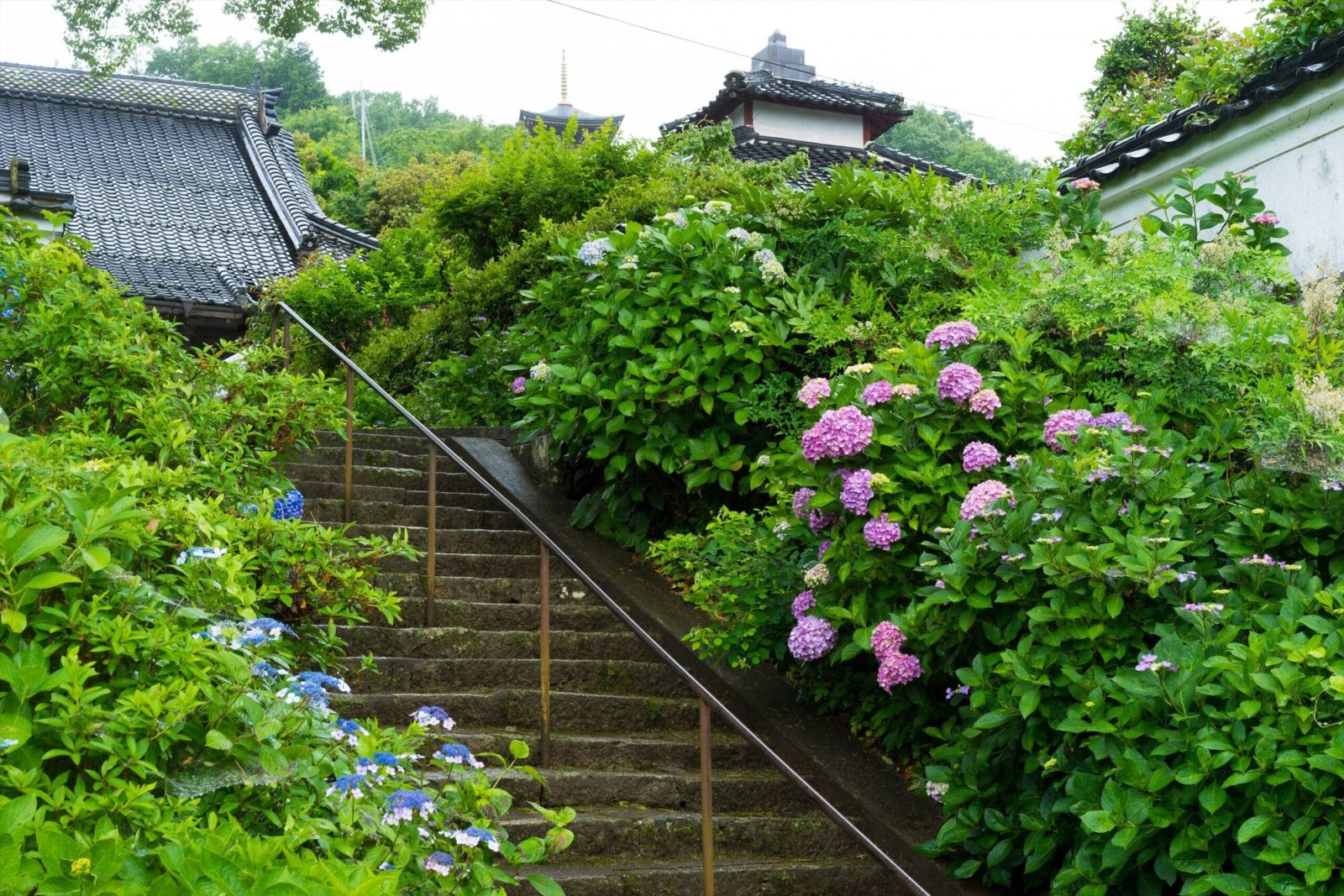 岡山県の長法寺の紫陽花