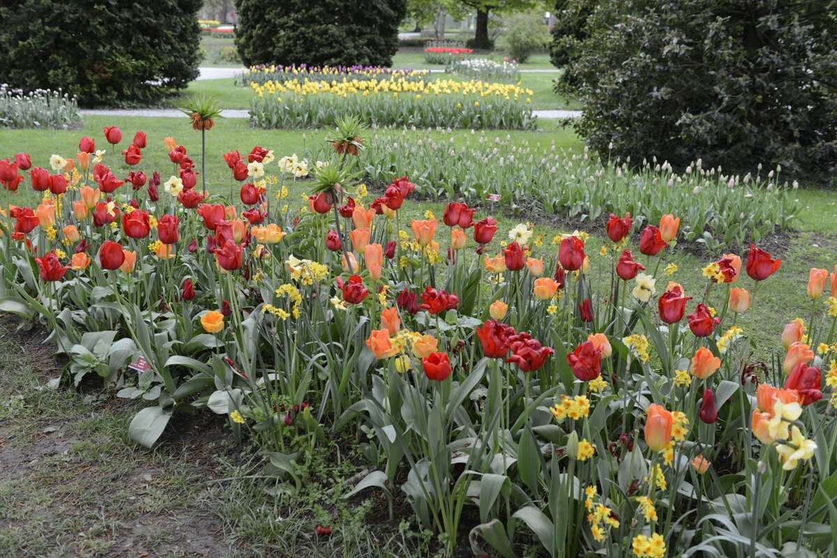 モルジュ城裏手の公園で開催されるチューリップ祭りでみられる植物