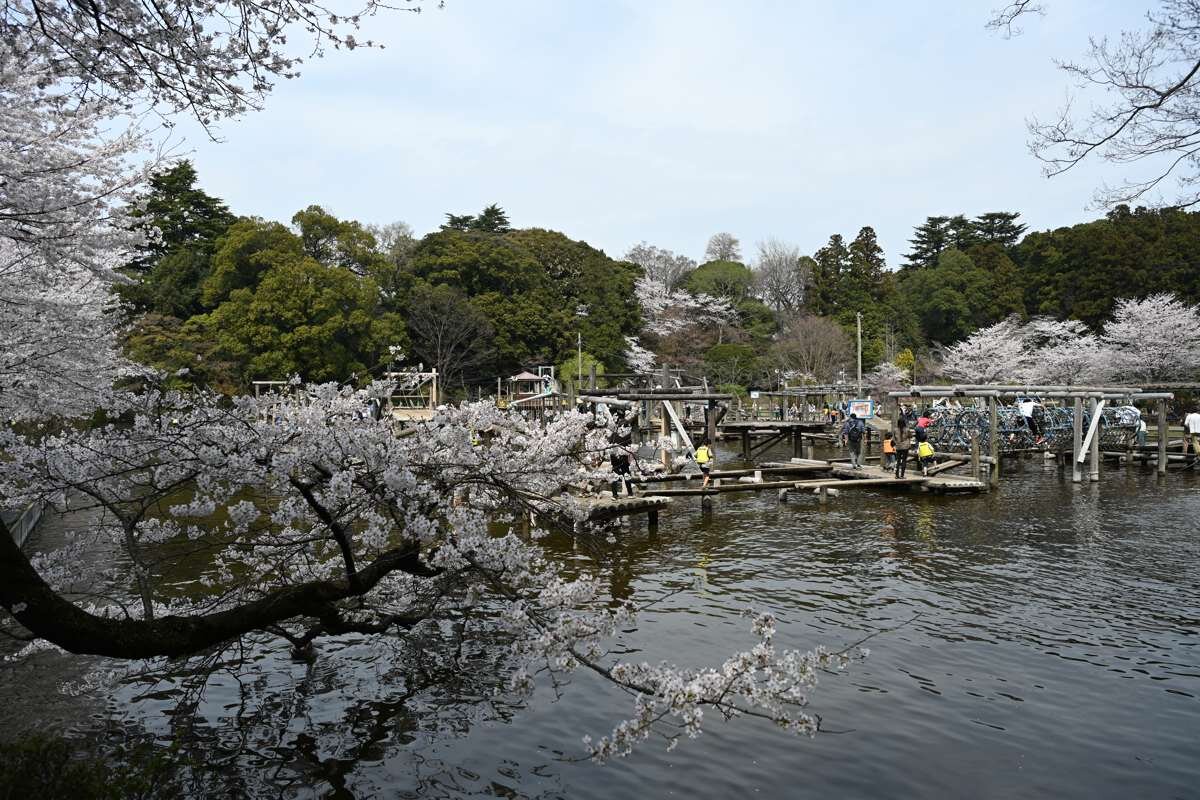 子供も大人も一緒に楽しめる花の名所「清水公園」日本最大級のフィールドアスレチックで遊ぼう！