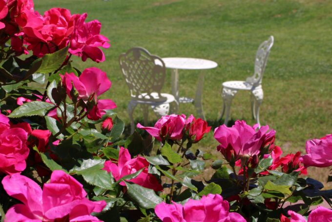 バラの庭園にあるカフェスペース