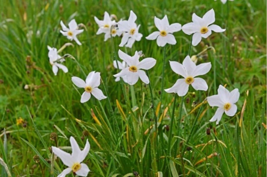 スイスのレマン湖湖畔に咲くナルシスの花