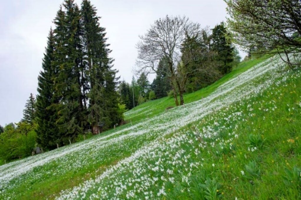 スイスの高原にあるナルシスの花畑
