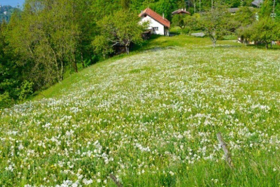 スイスのナルシスの花畑