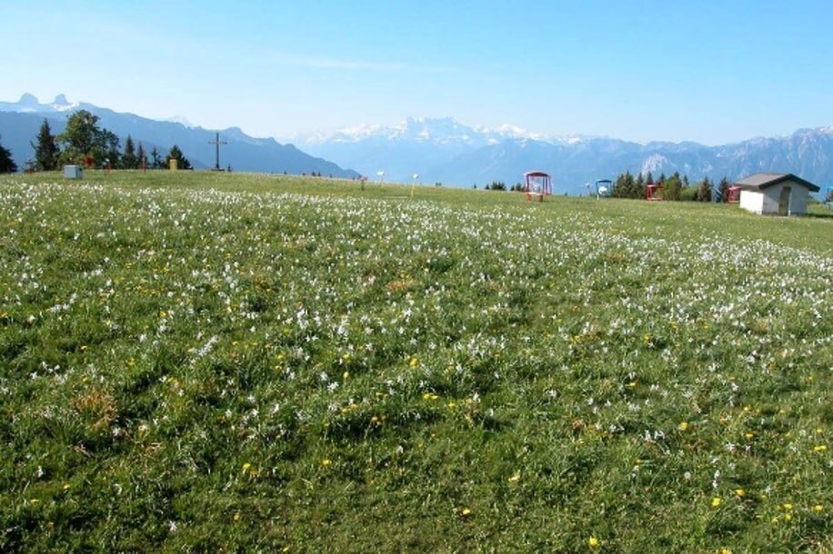 スイスのレ・プレイヤードの花畑