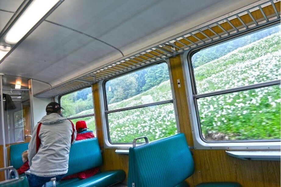 スイスの鉄道から見えるナルシスの花畑