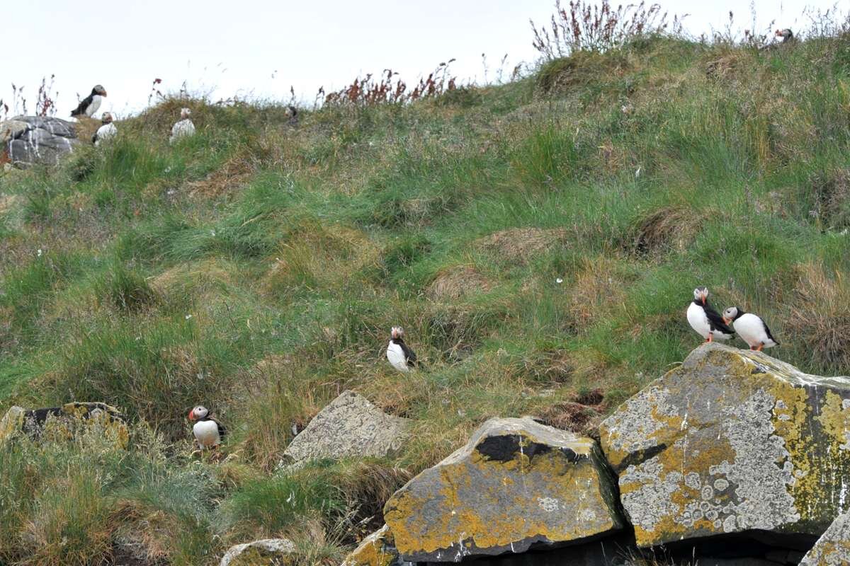 アイスランドで見られる海鳥バフィン