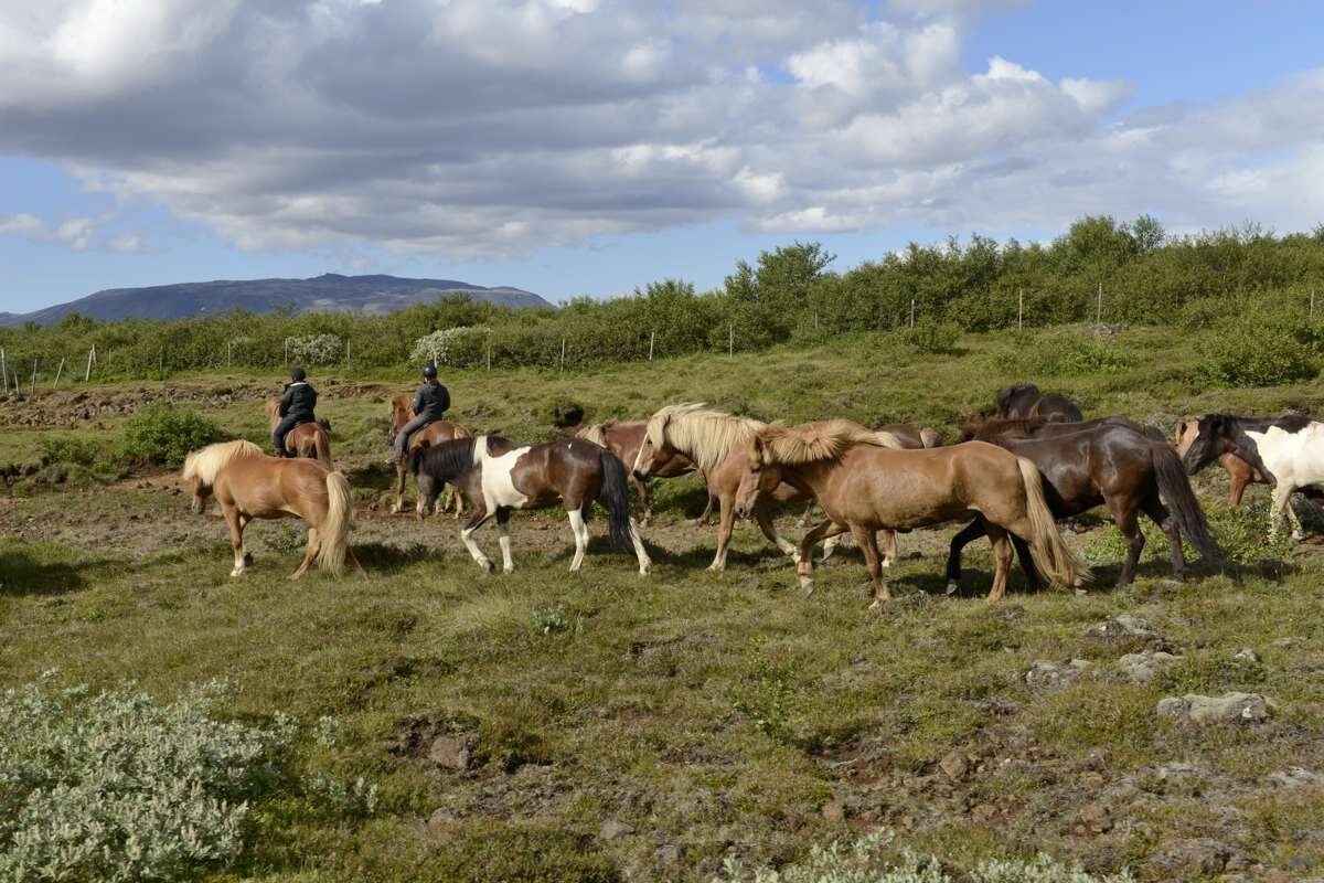 アイスランドのシンクヴェトリル国立公園にいる馬