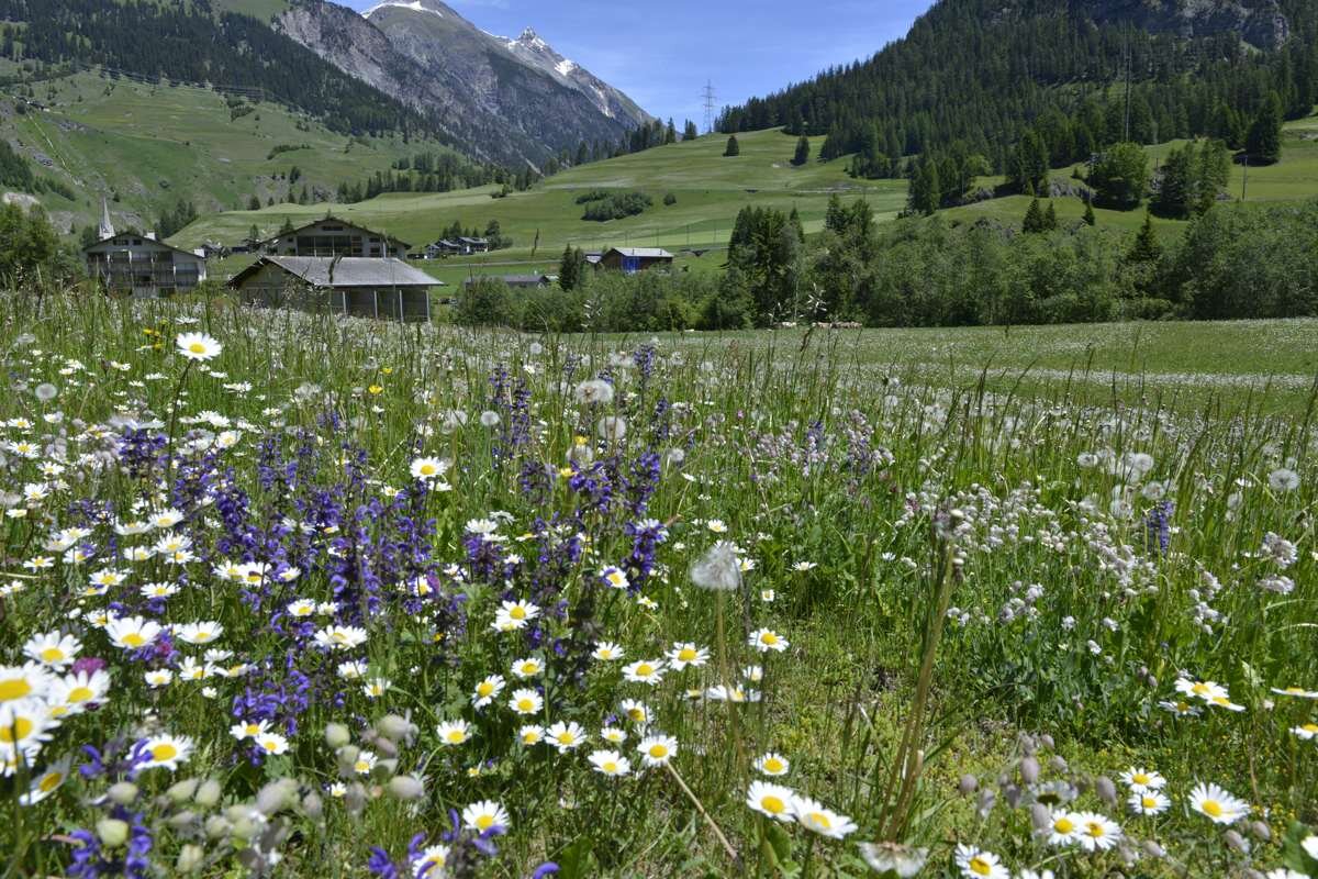 スイスのハイキングコースでみられる花畑