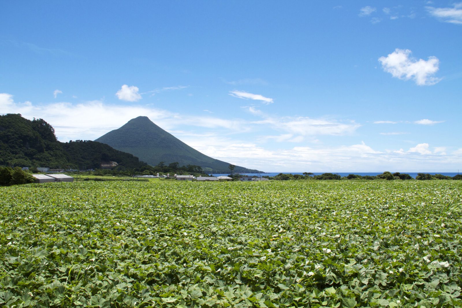 鹿児島県の開聞岳さつまいも畑