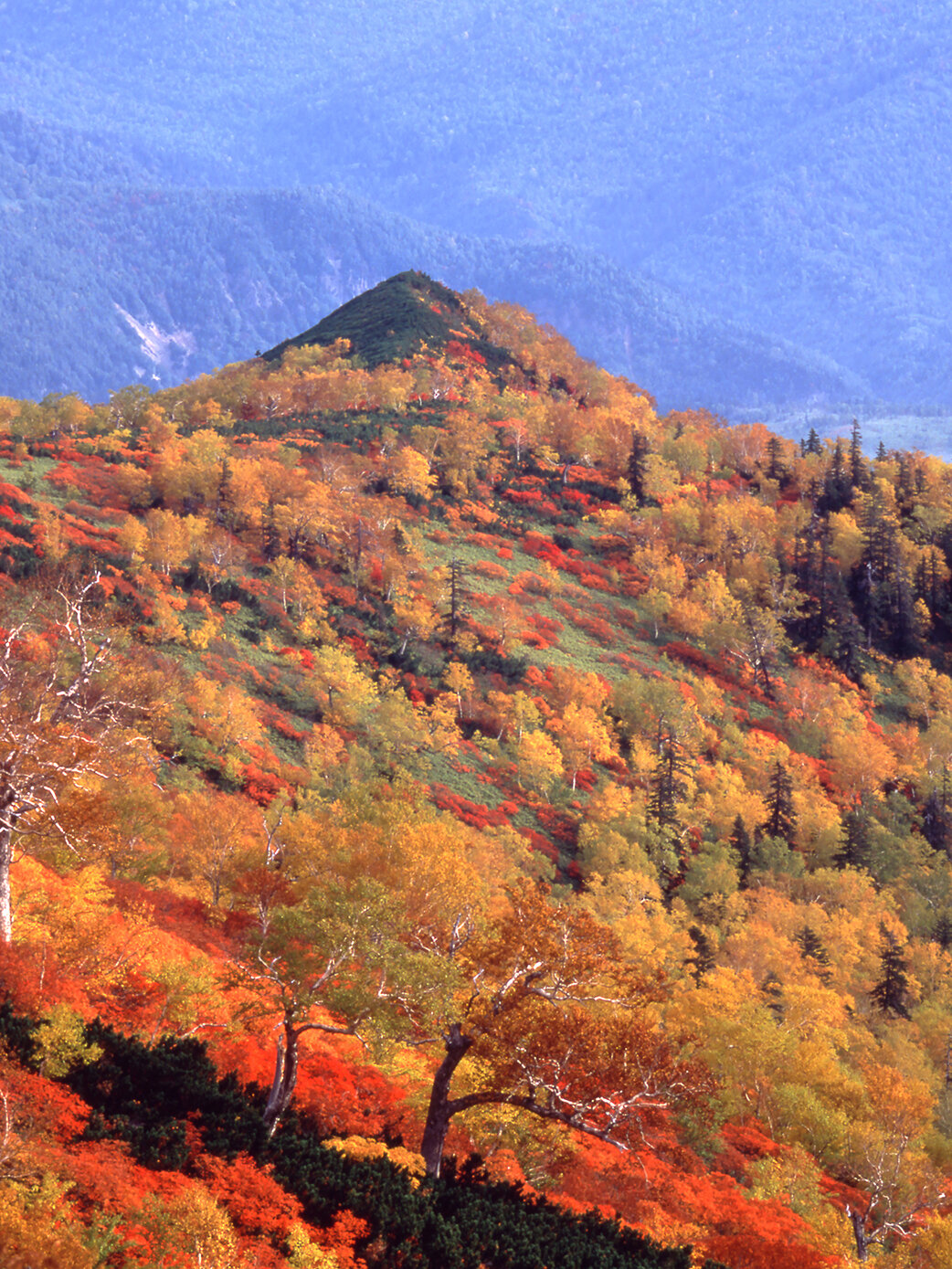 北海道赤岳の紅葉