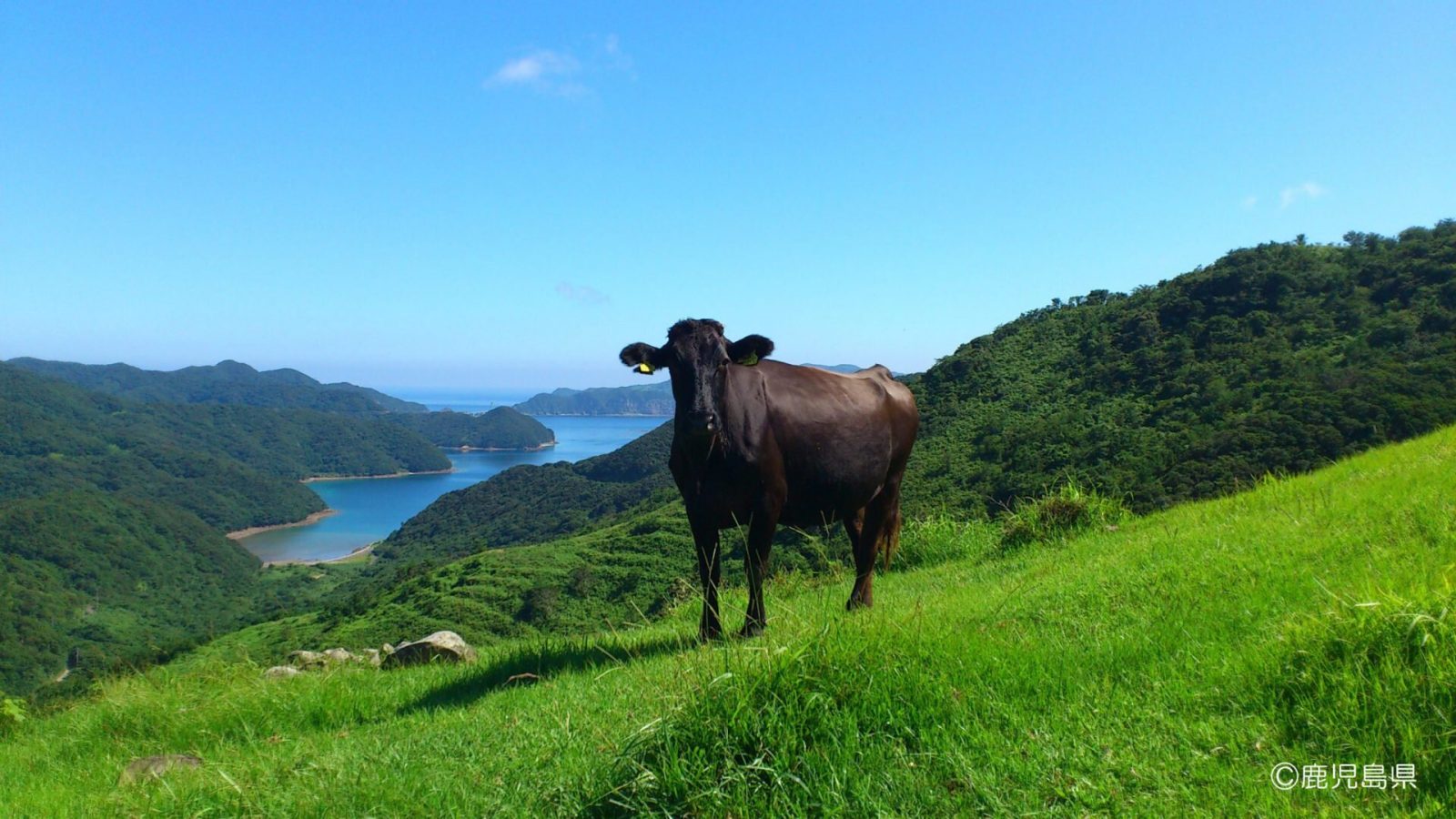 鹿児島が誇る絶品食材！鹿児島黒牛・かごしま黒豚の魅力を解説
