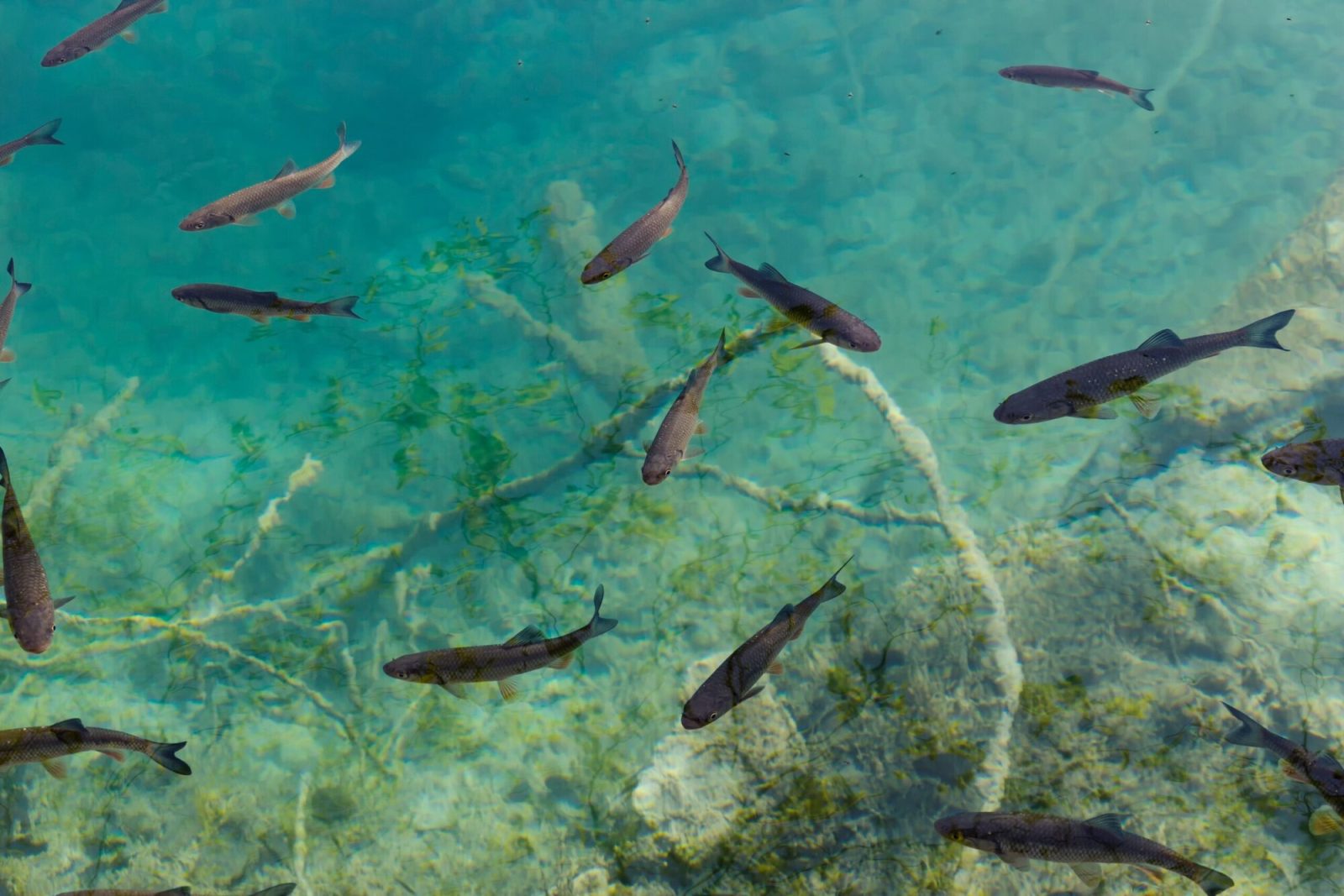 プリトヴィツェ湖群国立公園の透き通った湖から見える魚