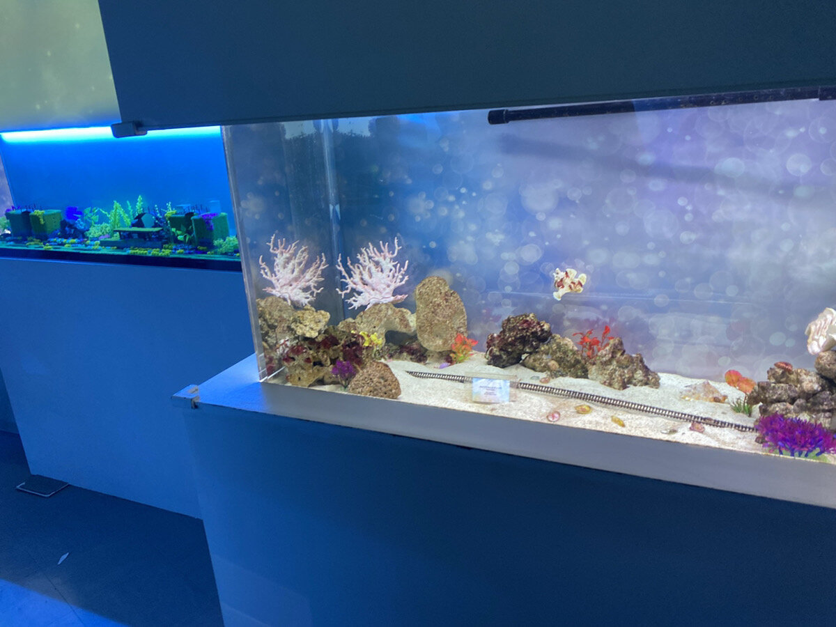 マクセルアクアパーク品川ryugufestivalのＵＭＩＭＡＣＨＩ　ＣＯＲＲＩＤＯＲ －海街コリドー－の水槽