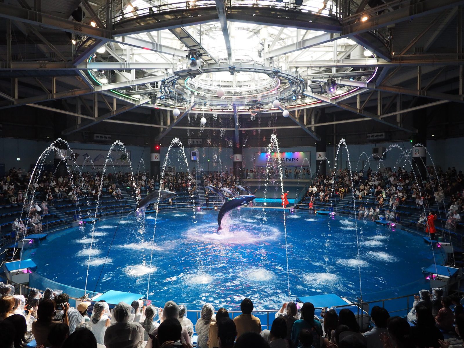 マクセルアクアパーク品川期間限定イルカショーWELCOME TO RYUGU FESTIVAL
