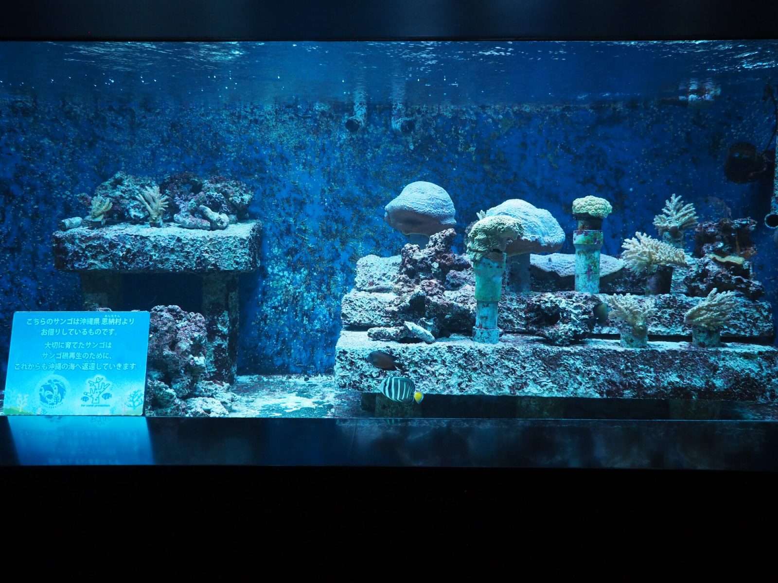 サンシャインシティ水族館で育成しているサンゴ礁