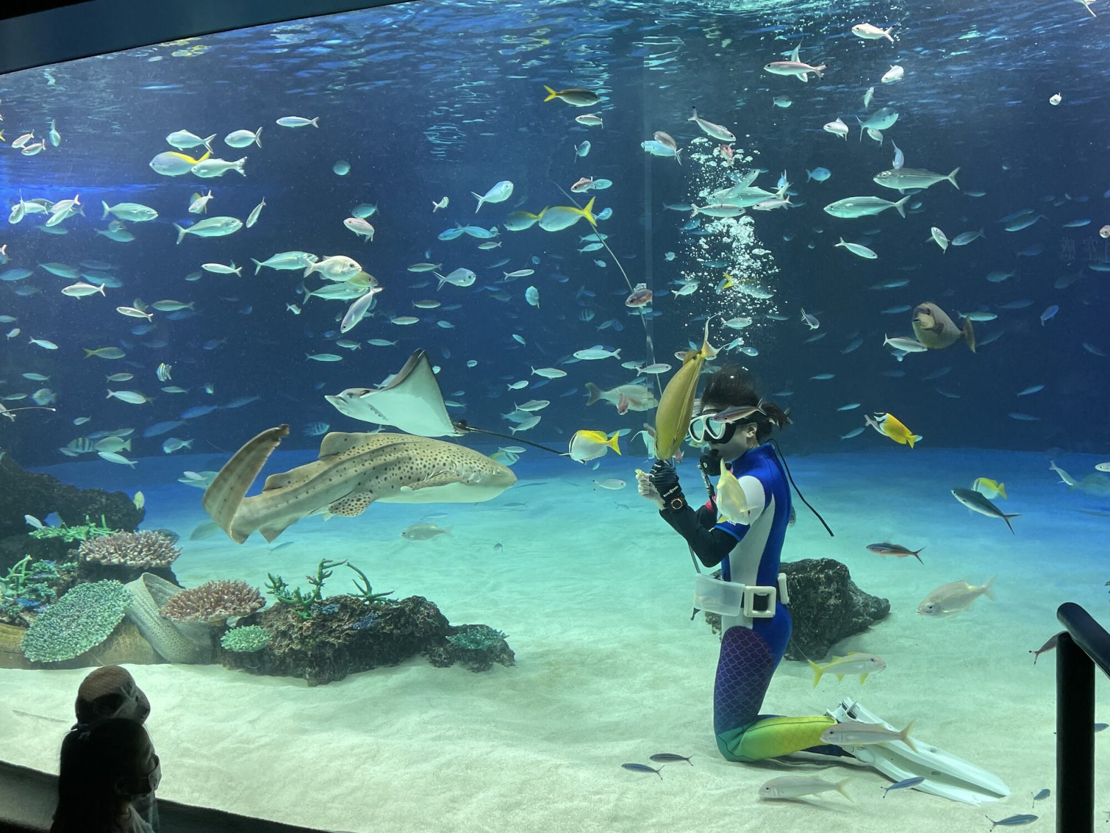 サンシャインシティ水族館のいきものディスカバリーイベントの様子