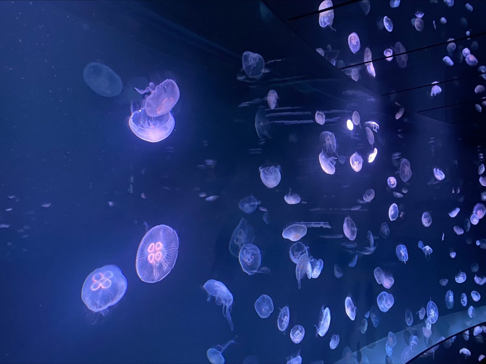 サンシャイン水族館のクラゲパノラマ