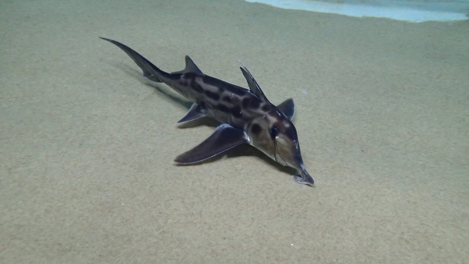 サンシャイン水族館で見られるゾウギンザメ