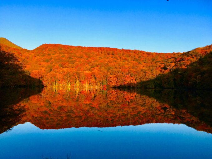 蔦沼の水面に反射する紅葉