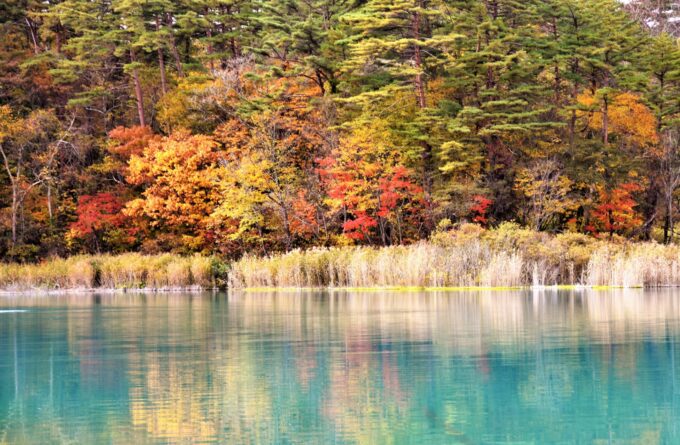 五色沼湖沼群の紅葉