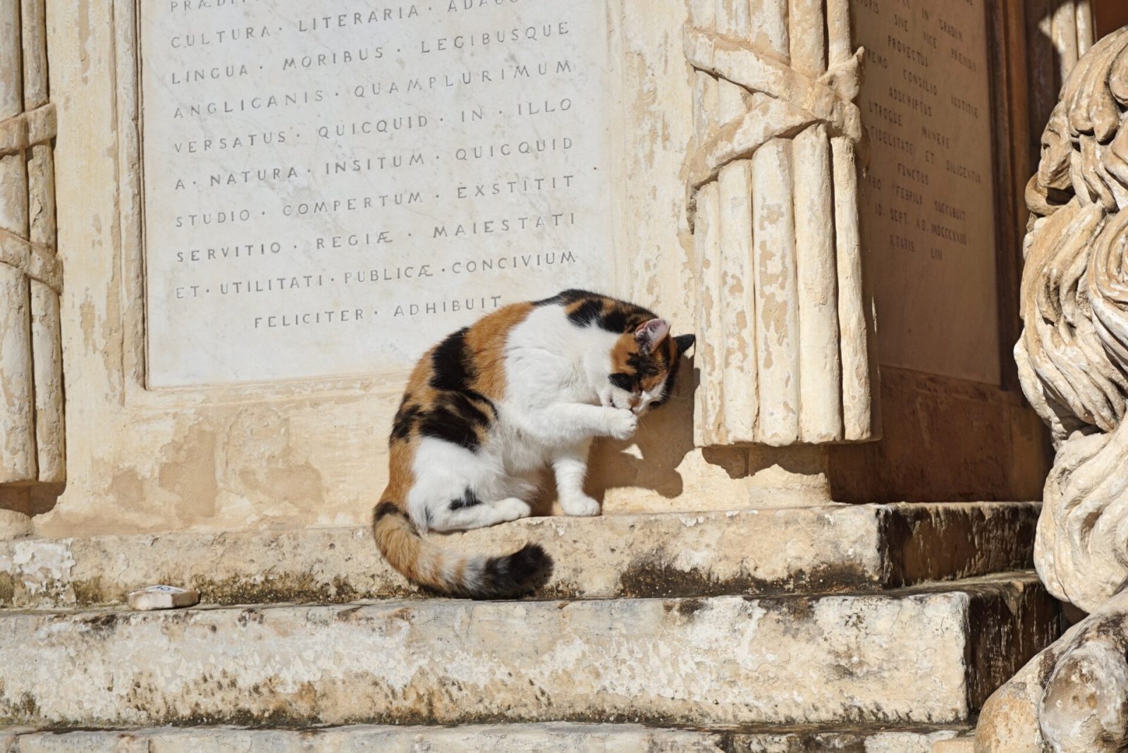 マルタの猫