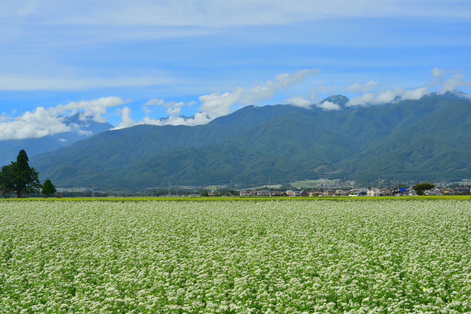 ワーキングホリデーを実施している長野県伊那市