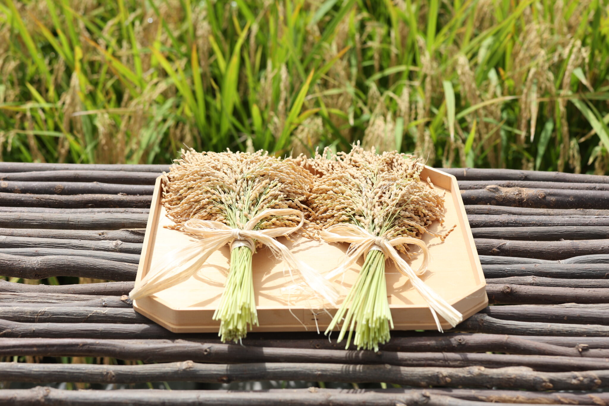 食への感謝を神に捧げる伝統行事 伊勢神宮の神嘗祭とは