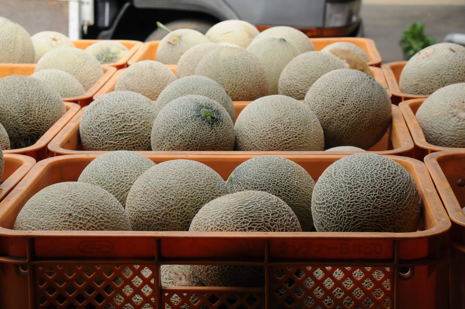 茨城県鉾田市のメロンの収穫
