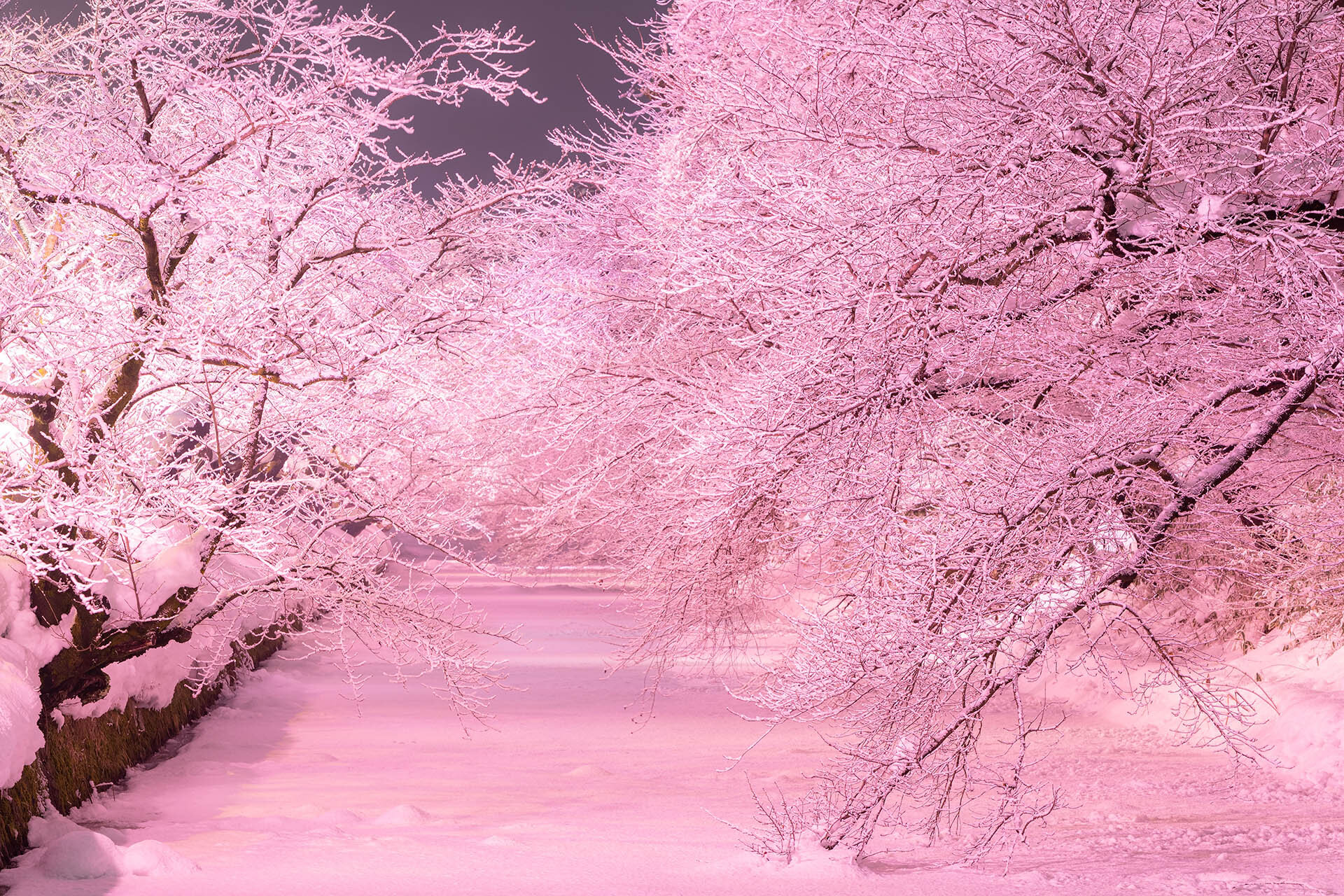 桜と雪のコラボレーション青森県弘前市で幻想的な冬景色を