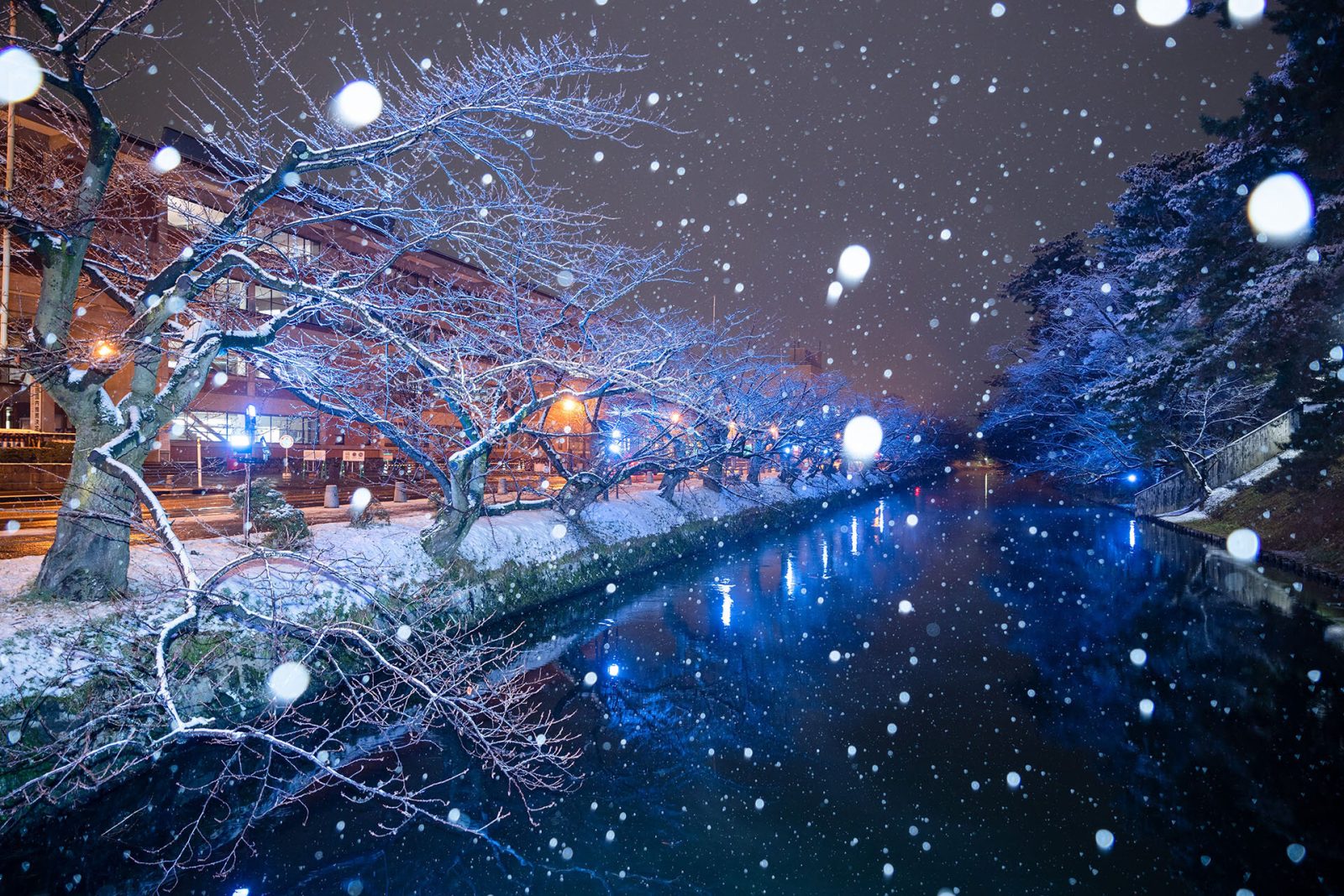 「桜吹雪」のように舞う雪