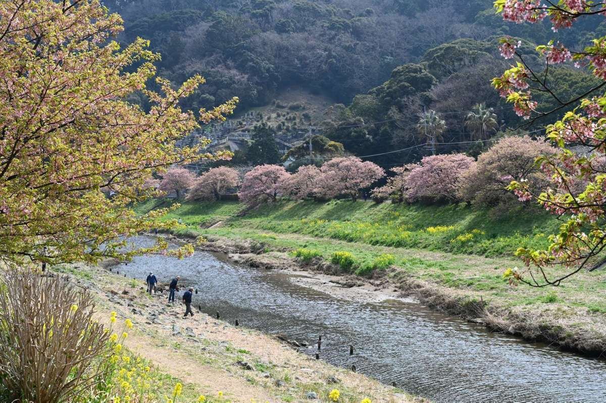 春の青野川の土手