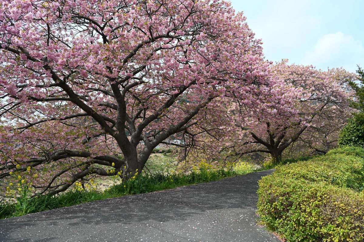 河津桜