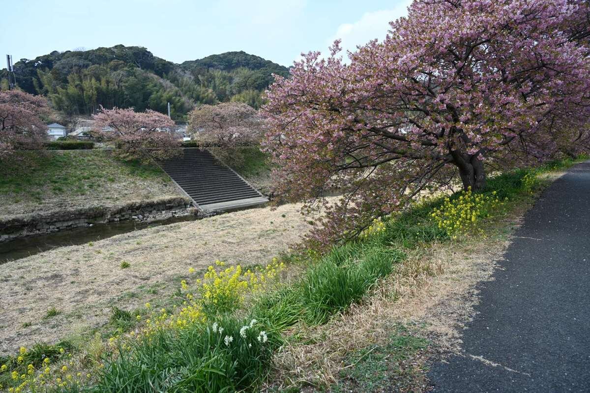 河津桜