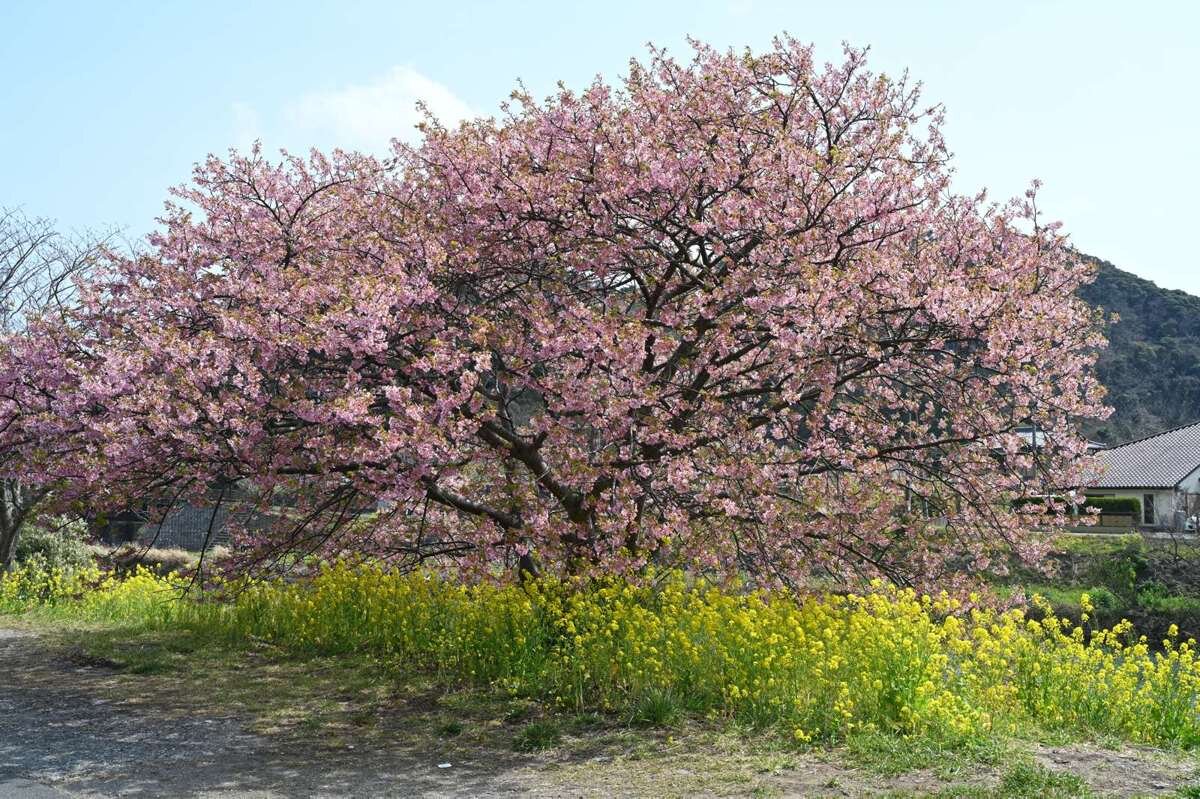 春を彩る河津桜と菜の花に出合う南伊豆「みなみの桜」と菜の花畑を訪ねる旅