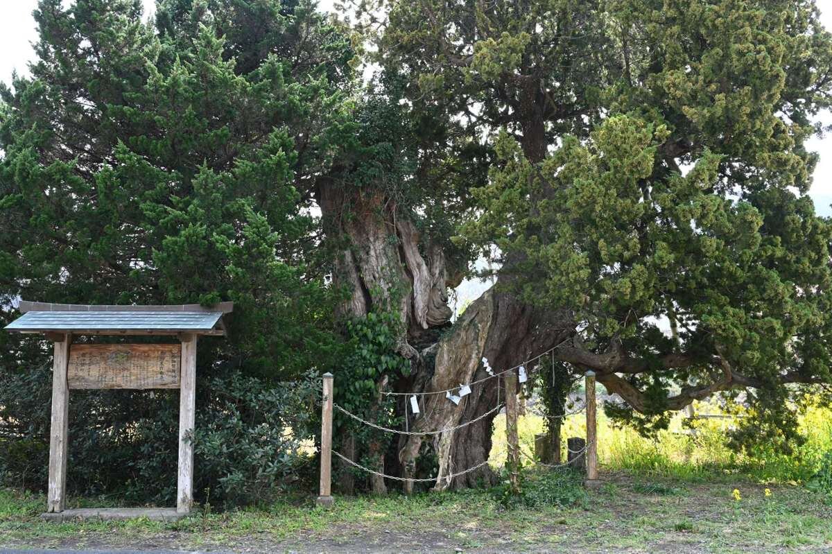 加畑賀茂神社のご神木