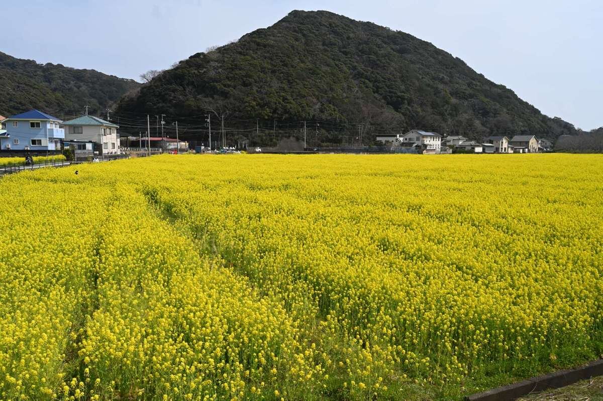 菜の花畑