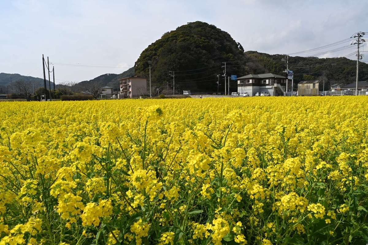 菜の花畑