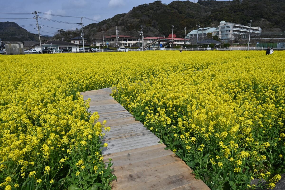 菜の花畑