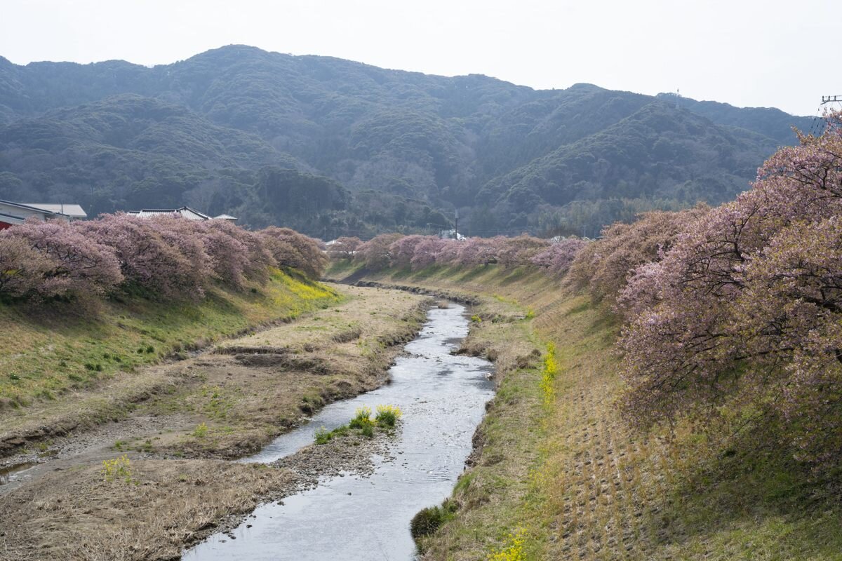 前原橋から見た桜並木