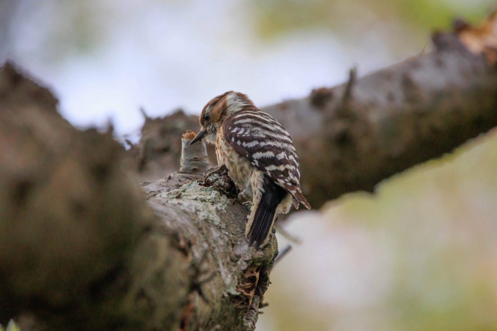 神戸森林植物園で見られる野鳥