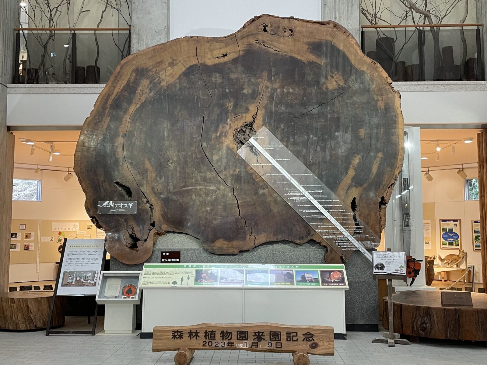 神戸森林植物園で見学できるジャイアントセコイア