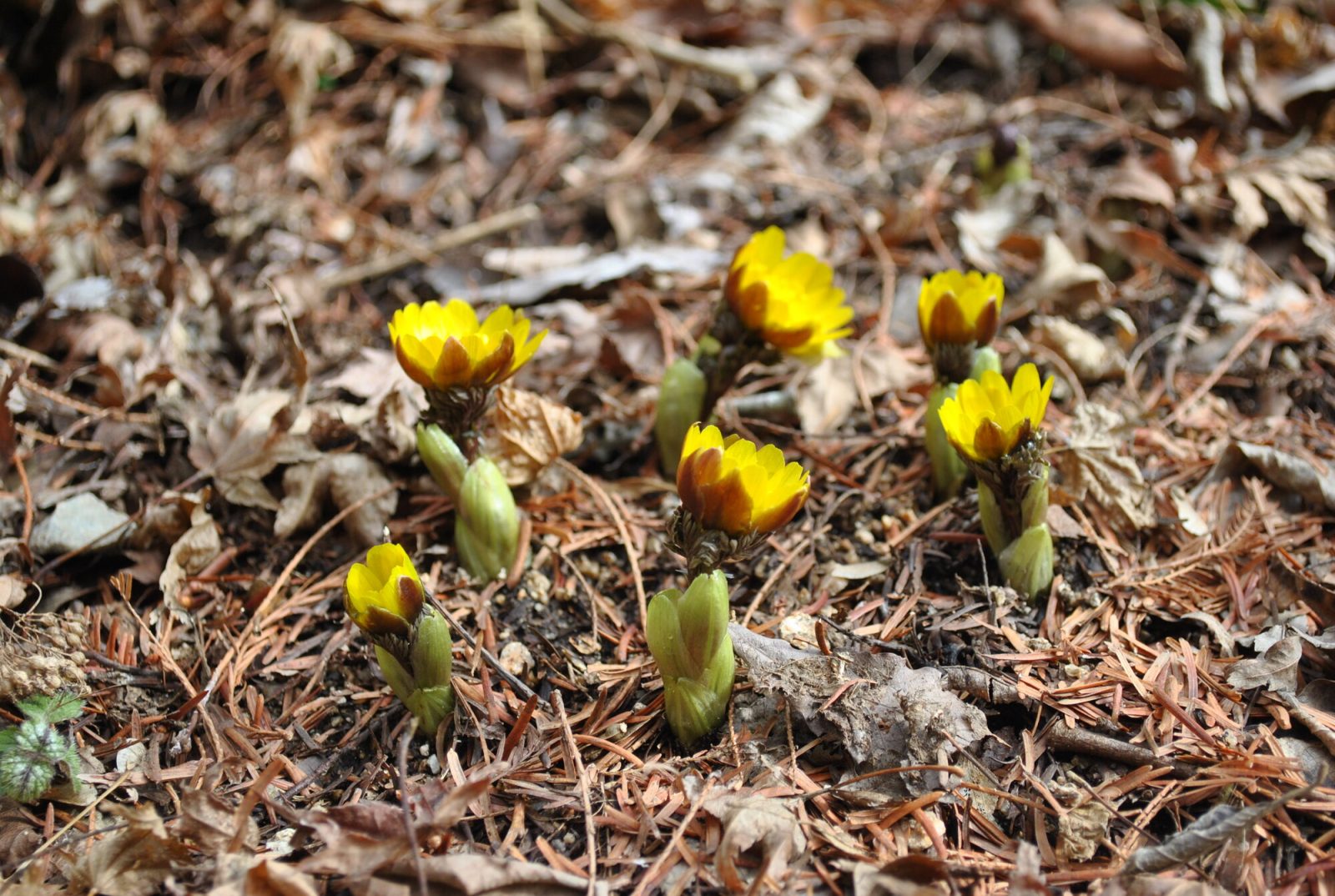 神戸森林植物園で見られるフクジュソウ