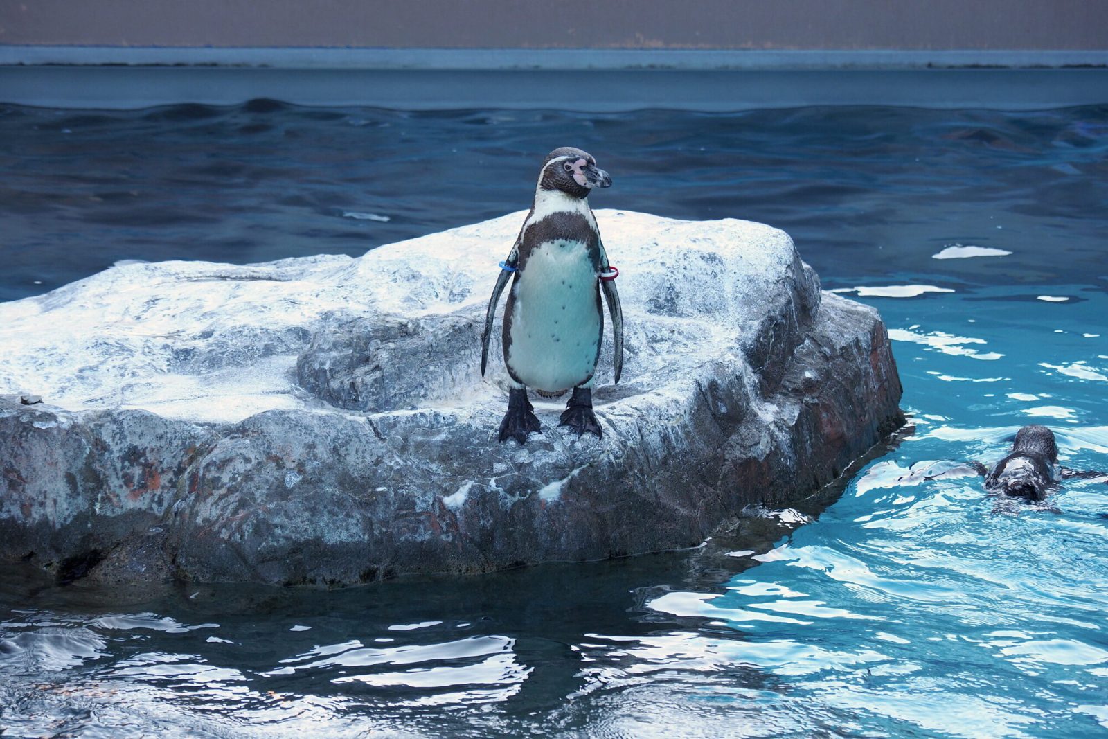 アクアワールド・大洗のペンギン水槽