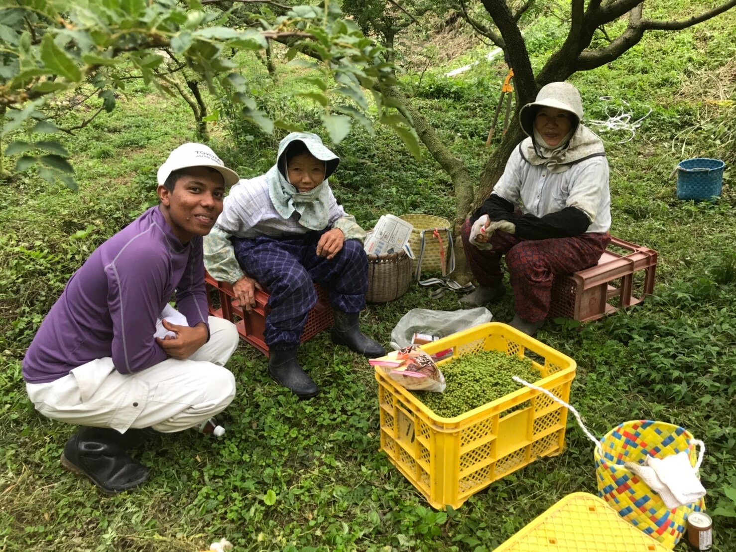 和歌山県で山椒摘みをする人々