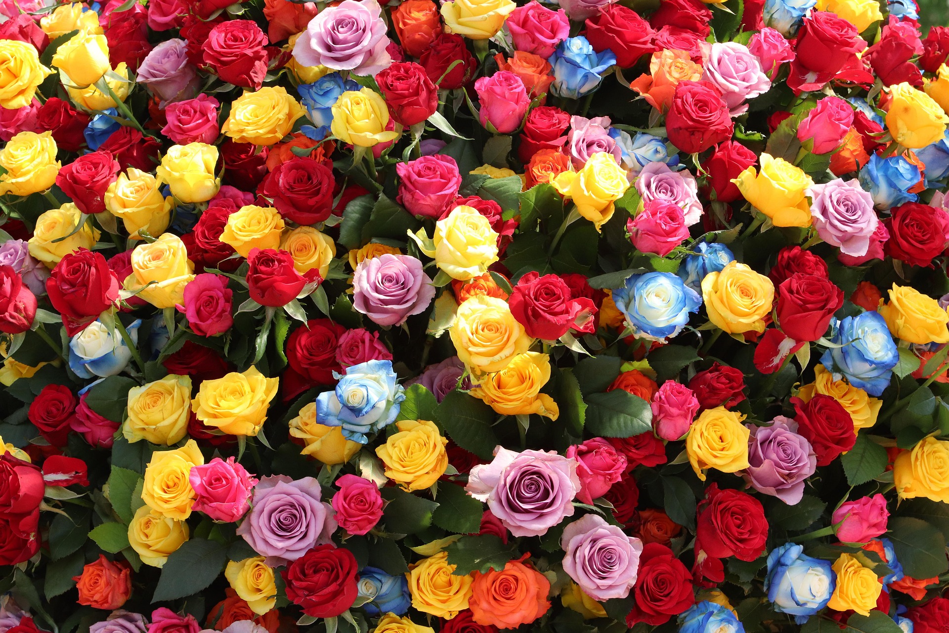 画面いっぱいに広がる色とりどりのバラの花束