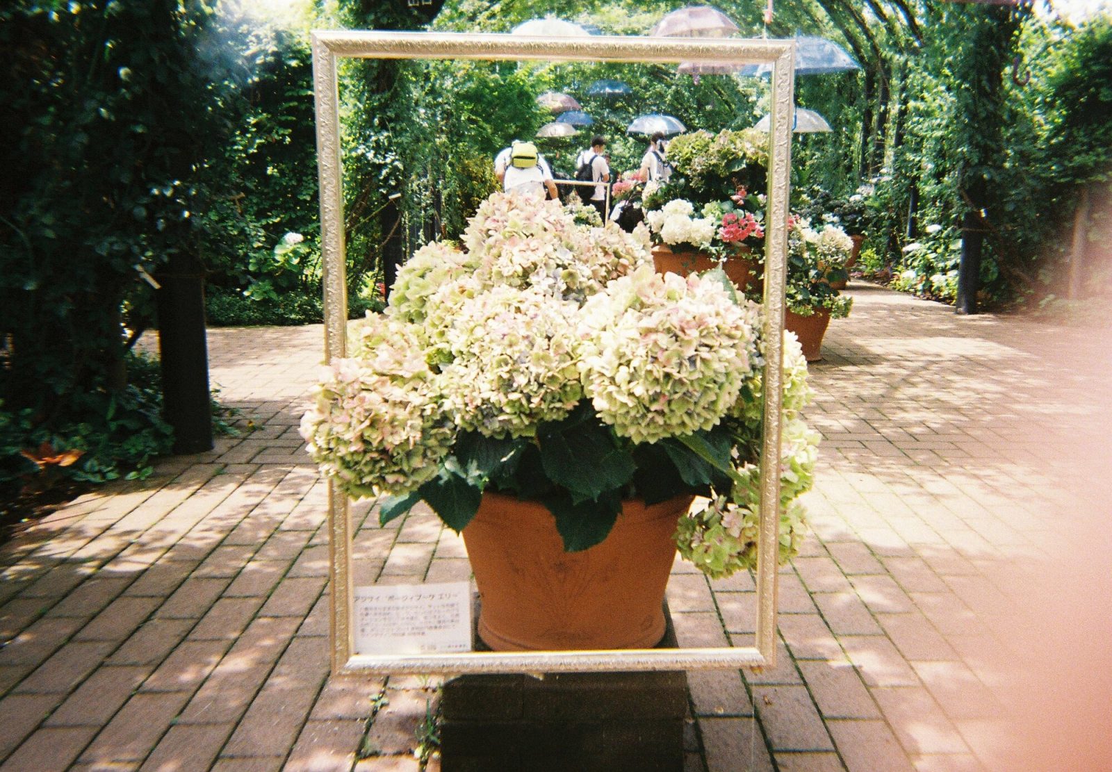 lomographyのsimple use reloadable film cameraで撮った写真